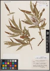 Foto von Salix caudata (Nutt.) A. Heller